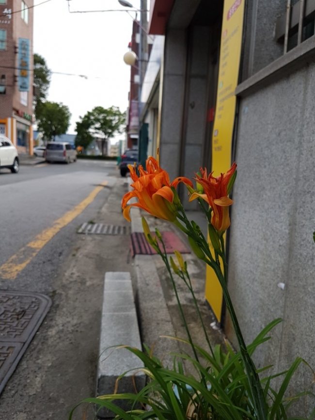 한여름 원추리꽃 섬네일 파일