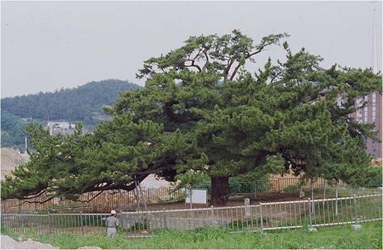 삼천동 곰솔나무 섬네일 파일